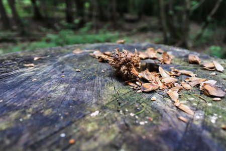 A broken cone has been left from squirrel in the woodland
