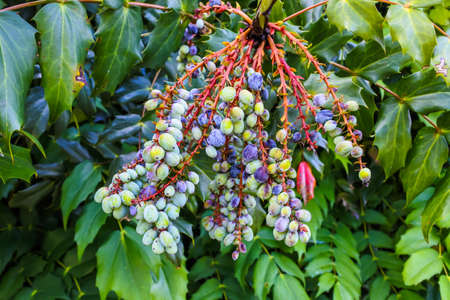 Holly grapeberry, mahonia, oregan grape holly while turning color from green to purpleの写真素材