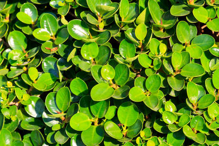 Green leaves
