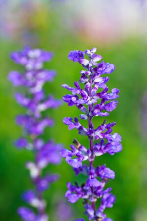 Salvia close-upの写真素材