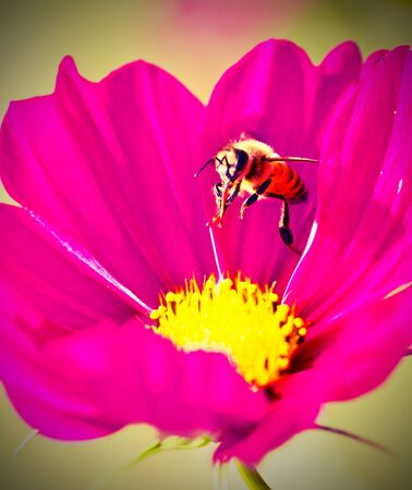 Beautiful cosmea flower
