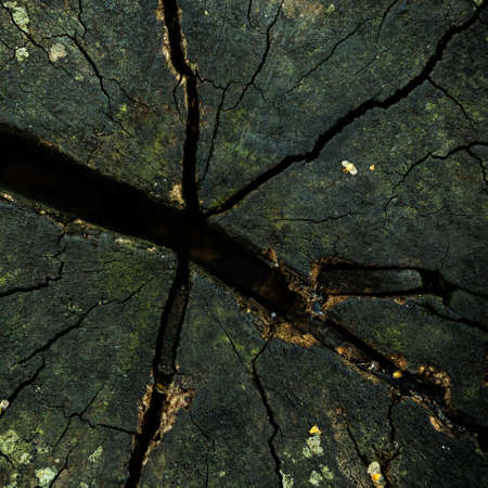 Wood texture