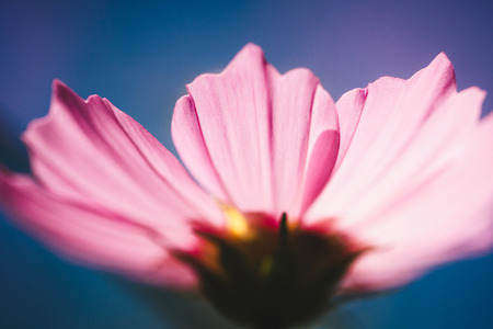 cosmos flower vintage styleの写真素材