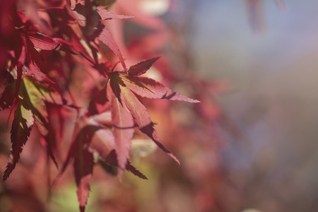 Maple leaf