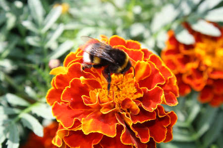 The Bumblebee siting on orange flower.の写真素材