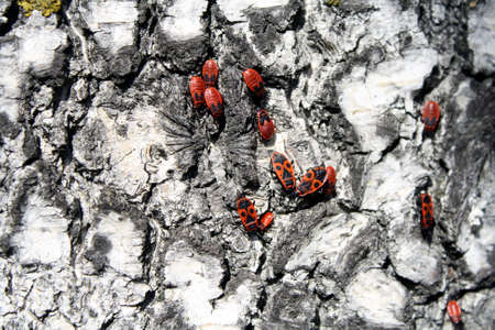 The red firebugs siting on birch.