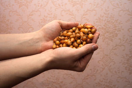 Hands hold small bulbs. It is an agriculture theme.の写真素材