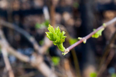 branch with young leafs