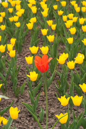 one red tulip and yellow tulipsの写真素材