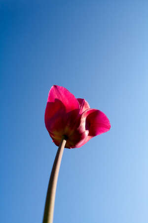 single tulip and skyの写真素材