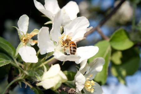 working bee in the flowerの写真素材