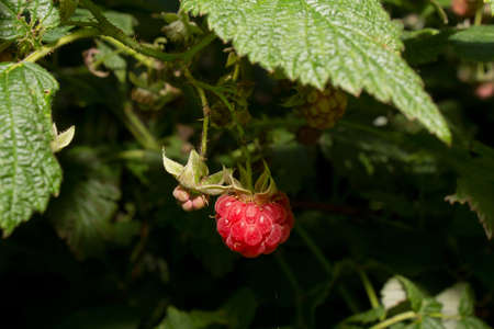 Raspberry