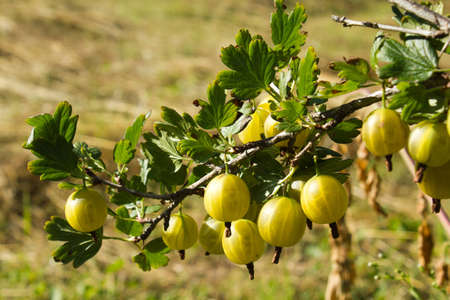 branch of a bush of a gooseberryの写真素材