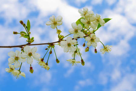 cherry flowers
