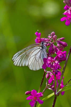 butterfly on flowerの写真素材