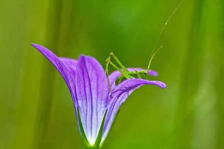 grasshopper on bell-flowerの写真素材