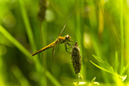 dragonfly in grass