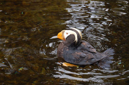 PUFFINの写真素材