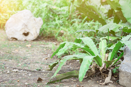 Small garden for decorated homeの写真素材