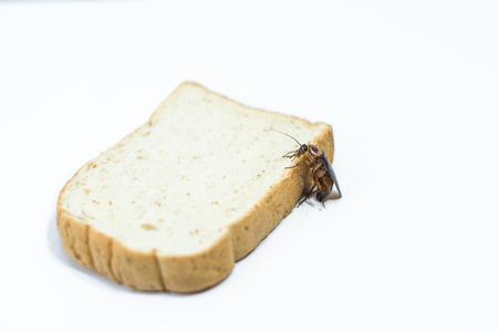 Cockroache are eating bread on isolated white.の写真素材