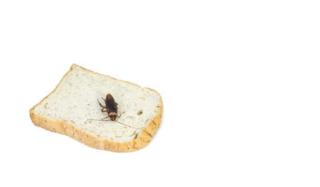 Cockroache are eating bread on isolated white.の写真素材