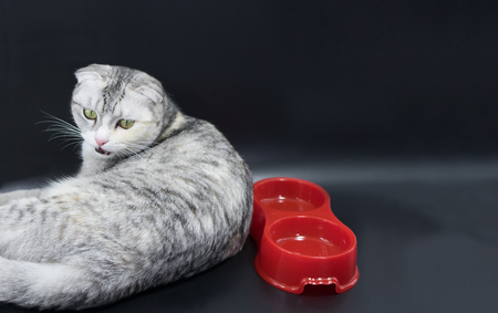 Cute cat laying on black background with bowls for food.の写真素材