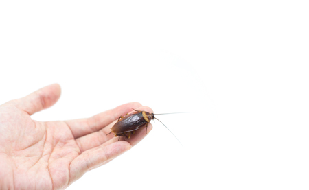 Female Hand holding Cockroaches on isolated white.の写真素材