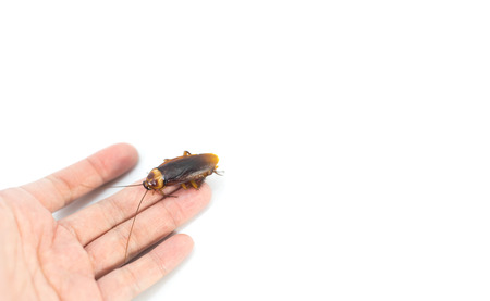 Hand holding Cockroaches on isolated white.の写真素材