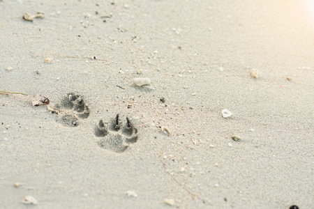 The dog footprint on the beachの写真素材