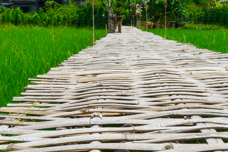Bamboo bridge for walk in Rice fieldの写真素材
