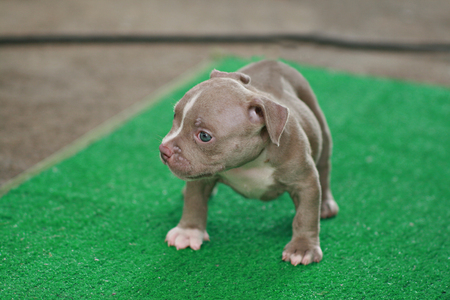 Brown and white American Bully puppy 1 month standing on grassの写真素材