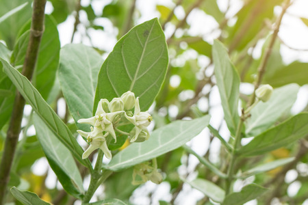 White Giant Indian Milkweed with nature background