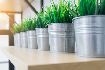 Small plant for decorate room.  Interiors concept.の写真素材