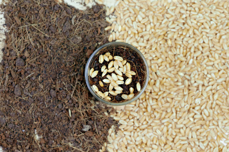 Seed Wheatgrass for planting into soilの写真素材