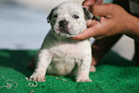 White American Bully puppy on grass. Pet puppy concept.の写真素材