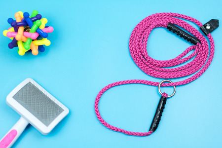 Pet leash with accessories on color background.の写真素材