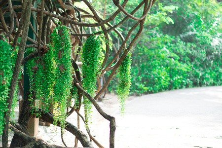 Hanging trees at the garden for decoration.の写真素材