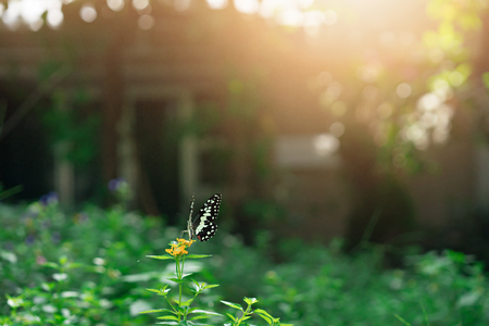 The butterfly and flowers in the garden at the public parkの写真素材