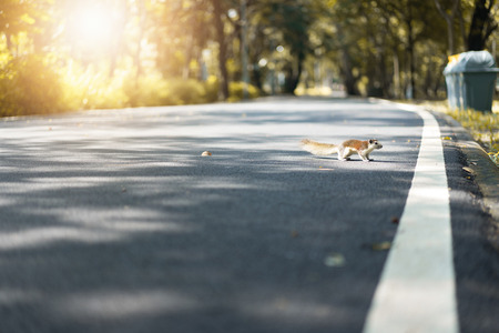 The little squirrel on the road at the parkの写真素材