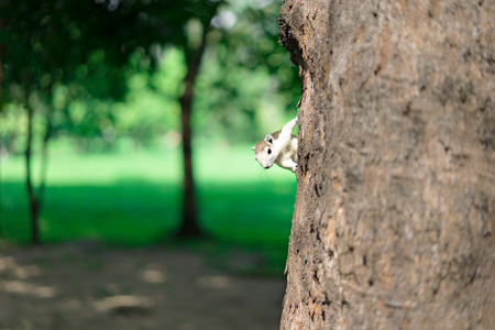 The little squirrel on the tree at the parkの写真素材