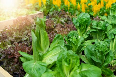 Organic vegetables.  Hydroponic planting conceptの写真素材