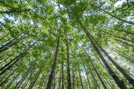 Forest trees with sunlight of natureの写真素材