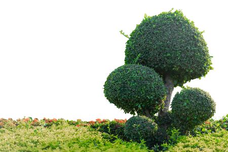 Bonsai trees on isolated white background.の写真素材