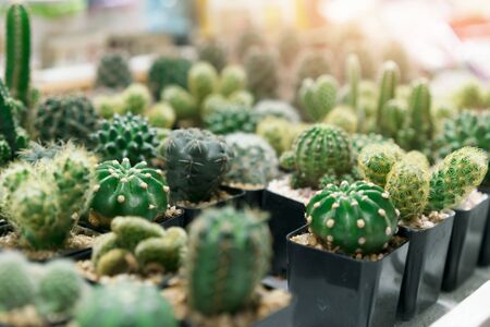 Small cactus in a plastic pot and white basket.の写真素材