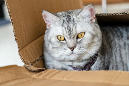 Close up cute cat sleep in box.  Pets conceptの写真素材