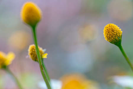 Yellow flowers blooming at the gardenの写真素材