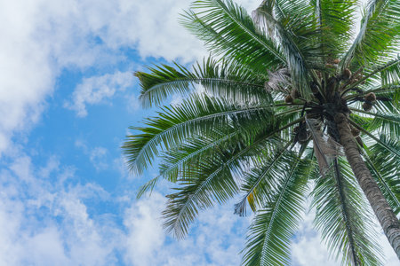 Coconuts tree with blue sky.  Summer holiday backgroundの写真素材