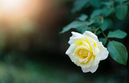 Yellow rose with sun light at gardenの写真素材