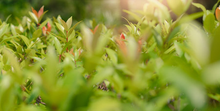 Green leaves at garden in the beams of sunlight, with blur background