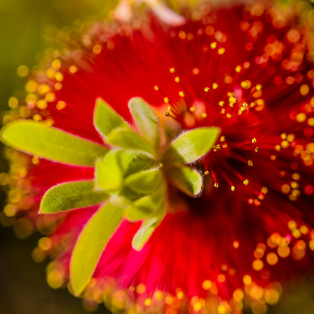 Las Vegas, NV, USA - March 19, 2016:   Close up of early bllom of Crimson Bottlebrush - Callistemon Citrinusの写真素材